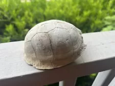 White Fossilized Turtle Shell Tortoise 5.5" x 3.75"