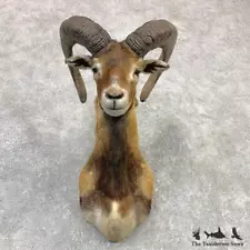 #23124 E | Mouflon Ram Taxidermy Shoulder Mount For Sale