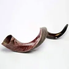 Shofar Yemenite Kudu Horn 31”-41”'+ Odor Spray New KOSHER Made Free Shipping