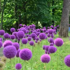 200 Giant Allium Seeds Allium Giganteum Onion Chive Seed Allium Giganteum