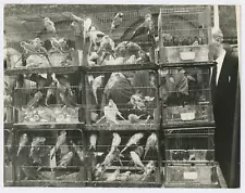 Budgies for Sale! Club Row Market London Vintage 1956 Photograph C46