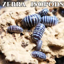 10+ Ct. Black Zebra Isopods for sale (Armadillidium Maculatum) | SALE