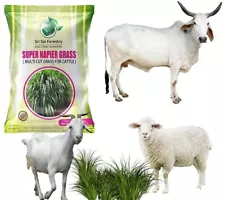 Super Napier Grass Seeds Hybrid High Yield Grass For Cow 1 Kg