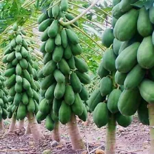 Papaya Seeds Fruit Plant Tree Red Caribbean Carica Tropical Solo Hawaiian Sunris