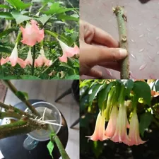 Angel Trumpet Stem Live Plant Rare Cutting Root Ready To Planting Easy Grow