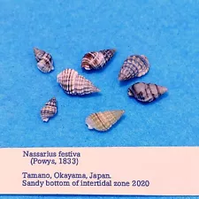 Nassarius festiva　16-9mm　Nassa Mud Snails　Sea shells