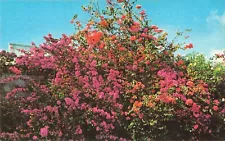 Barbados West Indies, Bougainvillea, Vintage Postcard