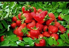 Seeds Alpine Strawberry Aleksandria Everbearing Berries Indoor Heirloom Organic