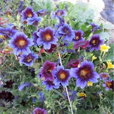 MORNING GLORY HUMMINGBIRD MIX DWARF SEEDS BEAUTIFUL FLOWERING VINE TRELLIS US .