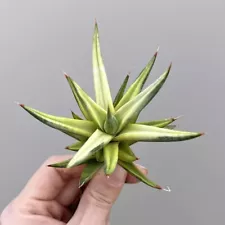 5CM Succulent Plant Fox Tail Hybrid Sansevieria Thunb Variegated Liliaceae Rare