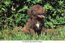 Postcard Chesapeake Bay Retriever Puppy MD State Dog Pets Amphibian Hunter Ducks