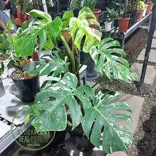 REAL PICTURE Monstera Albo Marble Variegated Large Leaf Free Phytosanitary