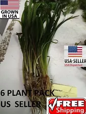 6 Balansae crispatulata plants Easy Aquarium aquascaping planted tank low light