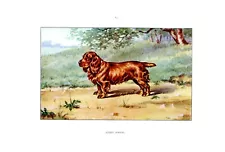 Hunting dog...Sussex Spaniel ...1960