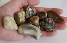 Beautiful Polished Tumbled Flint Brown County Texas Lot Of 8 - 176g