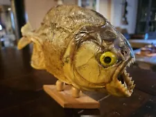 Real South American Mounted Piranha fish on wooden base taxidermy