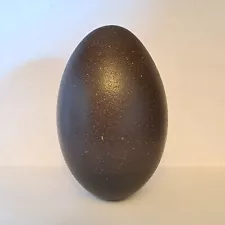 Real Emu Egg 5.5 Inches Tall For Arts Crafts Painting Home Decor Empty Shell