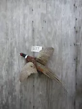 RINGNECK PHEASANT ROOSTER - FLYING LEFT - MOUNT - TAXIDERMY