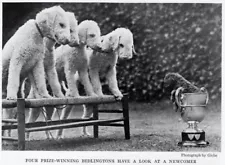 Bedlington Terrier w/ "Pup in Cup" - CUSTOM MATTED - 1936 Dog Art "Photo Print"