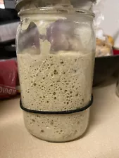 San Francisco live SOURDOUGH STARTER San Francisco culture 100+ yr old s.f.