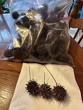 75 Sweet Gum Tree Seed Pods for Isopods (Baked and Ready to Use)