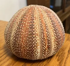 Large SEA URCHIN Seashell Beach Coastal Nautical Wedding Decor