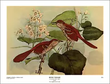 1962 Vintage Print Brown Thrasher Common Catalpa Birds Tree Art Home Plants