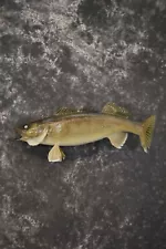 24" Walleye taxidermy skin mount for sale SKU 2099