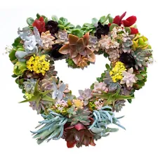 15" Living Succulent Wreath - Heart Shaped - Handmade to Order - Holiday Gift