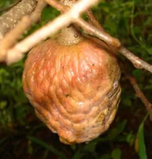 Rare Custard Apple 10 seeds Annona Reticulata fruit Bullocks Heart or Sugar