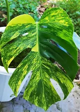 monstera aurea for sale