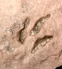 GREAT FOSSIL DINOSAUR FOOTPRINT TRACK FOSSIL GRALLATOR GENUINE NJ 200MYO!!!