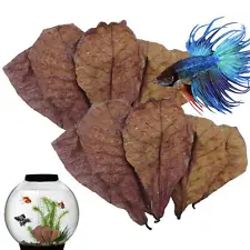 Leaf Aquarium Catappa 50Pcs Betta Care Almond Shrimp Leaves Indian Fish Ketapang