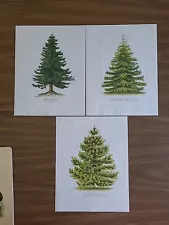 Exclusive For Sara - 3 Pine Tree Prints 8.5" x 11"