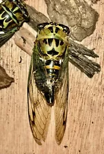 ð 1 Dog Day Cicada~ Specimen~￼Aug 2024~Alabama