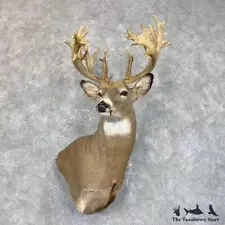 #23851 P | Whitetail Deer Taxidermy Wall Pedestal Shoulder Mount For Sale