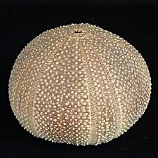 Ben Rickert Sea Urchin Pomander Shaker For Fragrance Vintage