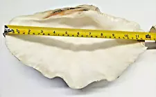 Authentic Natural Tridacna Giant Clam Shell Aquarium Fish Tank Display