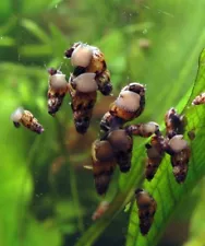 Malaysian Trumpet Snail x 10