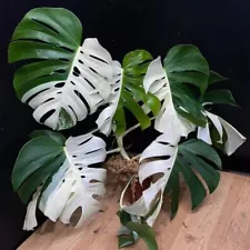 monstera albo node for sale