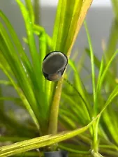 live freshwater snails for sale