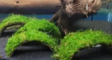 Coconut Java Moss Bridge Aquarium Decor Freshwater Safe For Aquariums