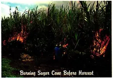 Burning Sugar Cane Before Harvest Fields Hawaii Postcard Unposted