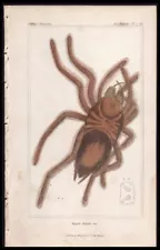 1827 Cuvier Animal Kingdom Antique Print Goliath Bird Eater Tarantula