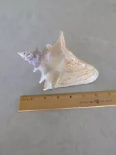 Juvenile Queen Conch 6.5 inches