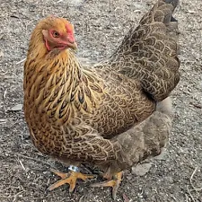 easter egger hatching eggs for sale