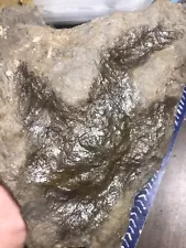 Interesting Grallator Dinosaur Track/Fossil Footprint!!!