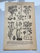 1907 lithograph of Lingonberry Pinesap Strawberry Tree Bicornen German antique