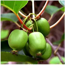 Issai Kiwi Vine - Hardy - Self Fruitful Female Variety - Easy to Grow - 2.5" Pot