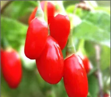 50 Goji Berry (Lycium barbarum) Seeds, Goji Berry / Wolfberry Exotic Home Plant